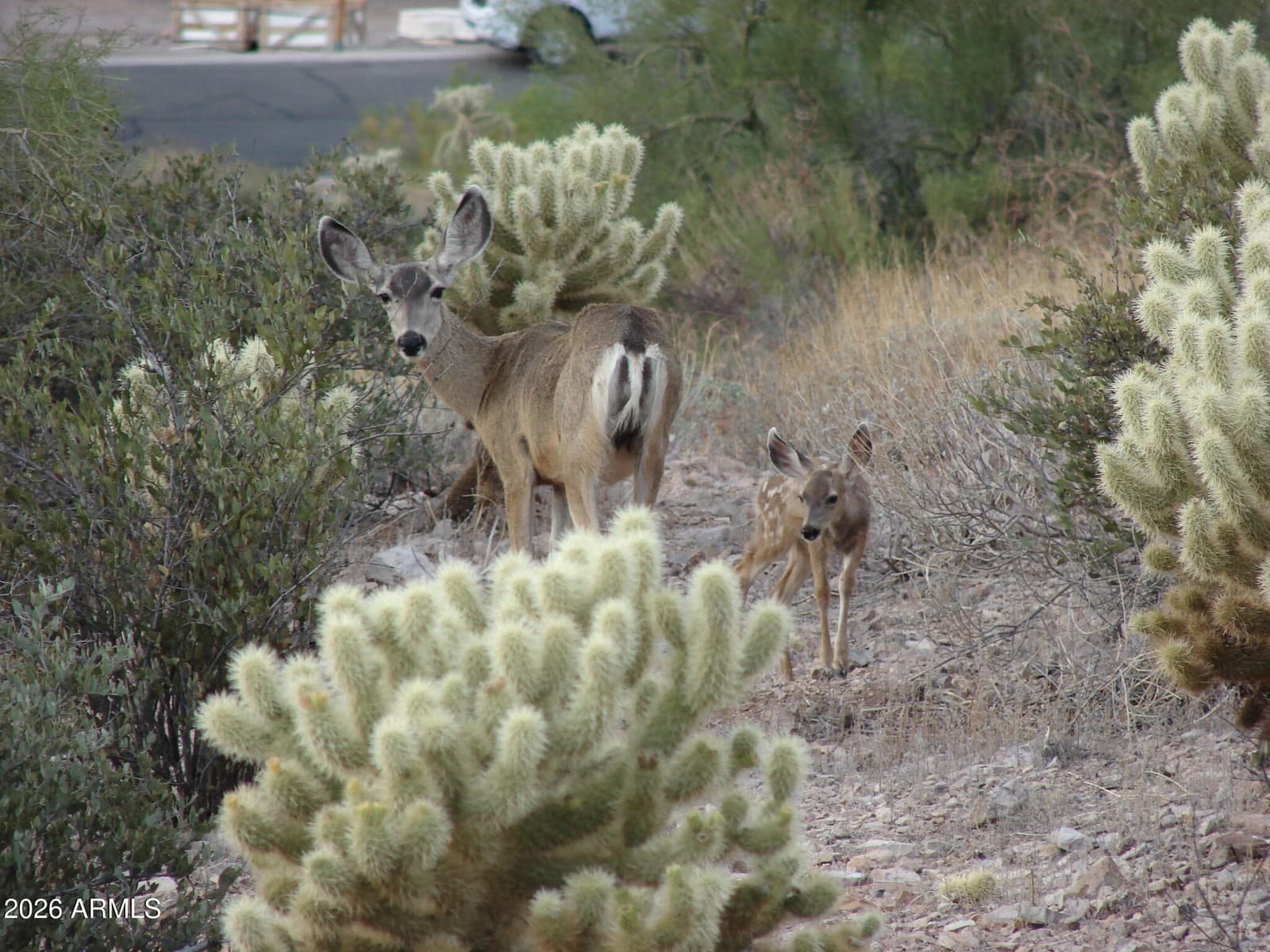 6608 E Casa De Risco Lane, Gold Canyon, AZ 85118 — photo 30 of 30