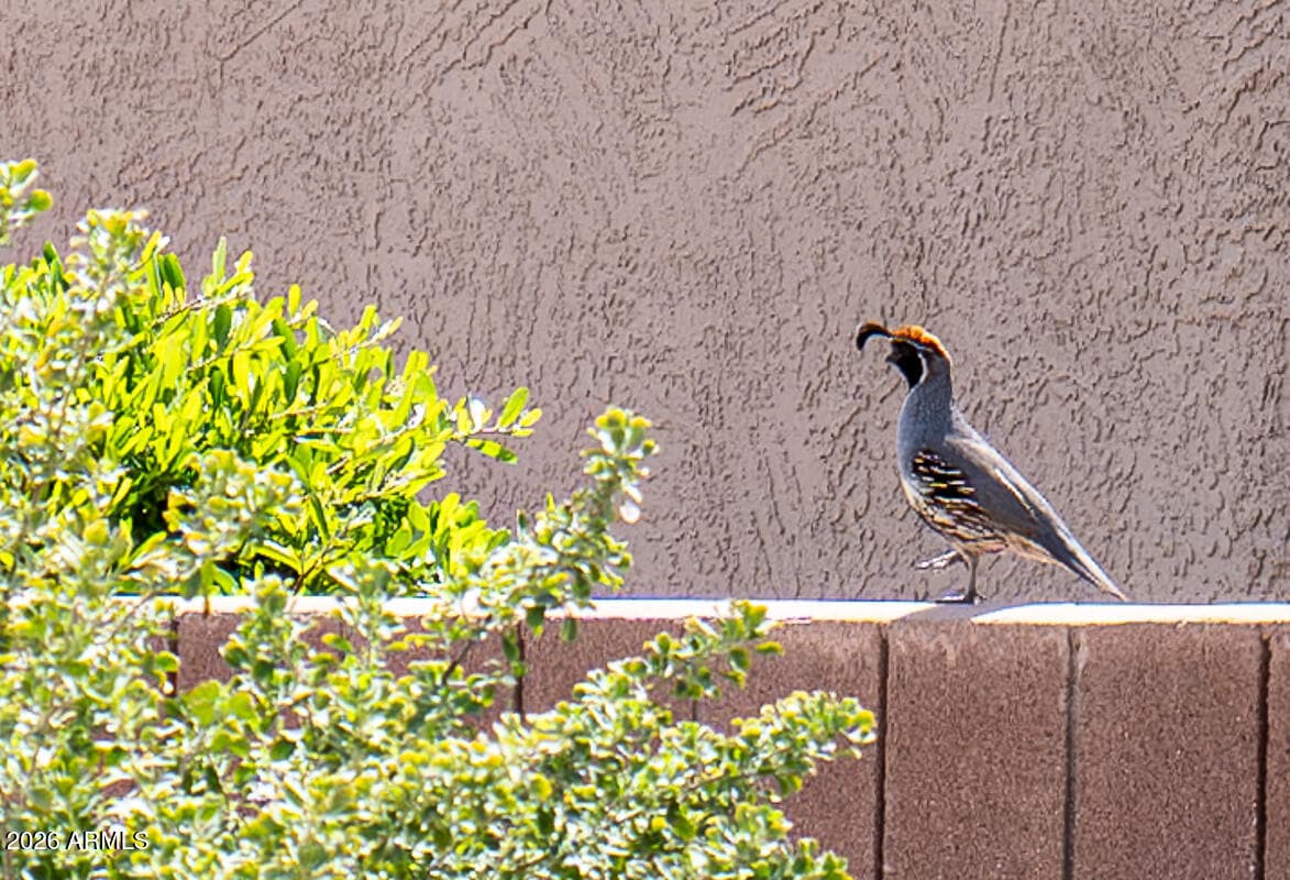 16442 W Desert Lily Drive, Surprise, AZ 85387 — photo 35 of 35